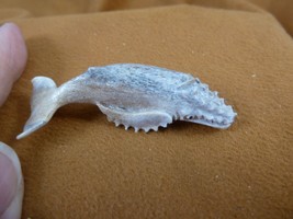 Whal-w104 Humpback Whale of shed ANTLER figurine Bali detailed love whales - $53.28