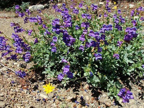 Penstemon Azureus Azure Penstemon 10 Seeds New Fresh US Shipping - $33.58