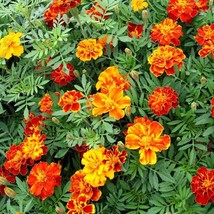 KKG 300 French Marigold Dwarf Petite Seeds For Your Flower Pots And Gard... - $10.07