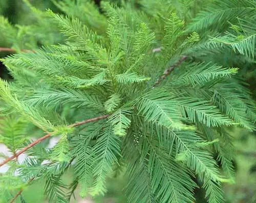 Taxodium Distichum Var. Distichum Northern Bald Cypress 25 Seeds Fresh Garden - £20.44 GBP