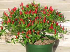 20 Birdseye Pepper Seeds Fresh Gardening - $13.26 CAD