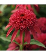50 Cranberry Coneflower Seeds Echinacea Flower Perennial Bloom Flowers S... - $11.99