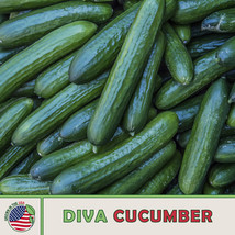 20 Diva Cucumber Seeds New Fresh Seeds - $8.78