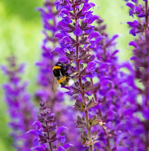 US Seller 200 Seeds Salvia Meadow Sage Blue Purple Attracts Bees - £8.54 GBP