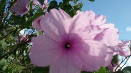 Ipomoea carnea Bush Morning Glory 13&quot; live plant - $15.00