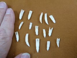 G370-303) 15 GATOR TINY 5/8 - 7/8" Alligator TFFTH make jewelry for DIY ... - $11.99