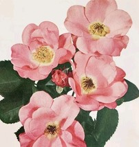 1948 Rose Hills Hillbilly Flower Art Plate Print Annual Collectible Vtg ... - $364.42 MXN