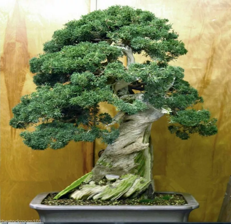 Juniperus chinensis var. chinensis Chinese Juniper Bonsai Tree 20 Seeds - £11.63 GBP