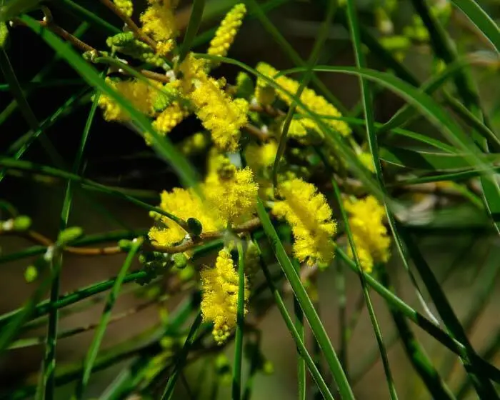 Acacia Acuminata Narrow Leaf Form Raspberry Jam Wattle 50 Native Seed Pack - £5.51 GBP