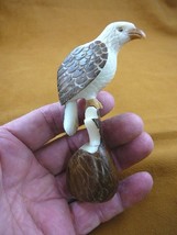(TNE-BIR-EA-294-B) American Bald Eagle bird eagles TAGUA NUT figurine ca... - £21.83 GBP