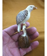 (TNE-BIR-EA-294-B) American Bald Eagle bird eagles TAGUA NUT figurine ca... - €23,68 EUR