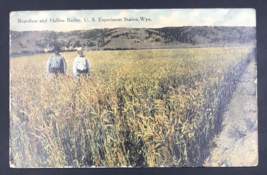 VTG 1919 Beardless &amp; Hulless Barley US Experiment Station WY Postcard Barkalow - £11.14 GBP