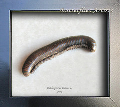 Real Millipede Orthoporus Ornatus Framed Entomology Collectible Shadowbox - £46.98 GBP