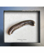 Real Millipede Orthoporus Ornatus Framed Entomology Collectible Shadowbox - $80.68 CAD