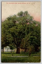 Washington Elm Berkley Springs WV West Virginia Postcard W24 - £10.15 GBP