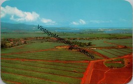 Dole Pineapple Fields Oahu Hawaii Postcard PC298 - $9.98