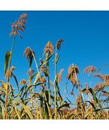 US Seller 1 ons Egyptian Wheat Seed Grain Screen Cover Crop Food Edible Sorghum - £13.28 GBP