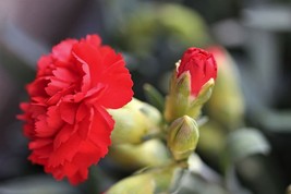 Carnation red seeds, code 817, garifalo seeds, red flower seeds, fragrance carna - $4.99