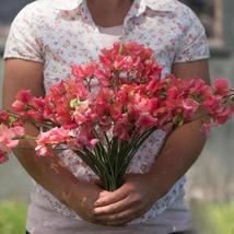 50+ Elegance Salmon Rose Sweet Pea Seeds | Fragrant Climbing Flowers - $16.50
