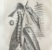 Silk Worm Life Cycle Stages 1863 Victorian Farming Insect Art DWZ4A - $30.13 CAD