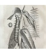 Silk Worm Life Cycle Stages 1863 Victorian Farming Insect Art DWZ4A - $30.13 CAD