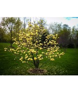 Butterflies Magnolia Tree Vivid Yellow Fragrant Blooms 20 28 Tall 1 Gal Fresh US - $150.98