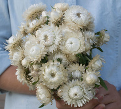 ArfanJaya Vintage White Strawflower Flower Seeds - £6.56 GBP