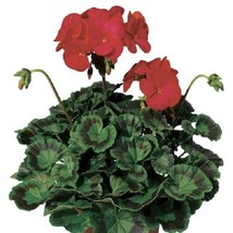 Mpb#3 Geranium Zonal Ringo 2000 Deep Red 15 Geranium Seeds Fresh Garden USA SELL - $25.75