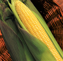 USA SELLER Kandy Korn Yellow Sweet Corn Red Husk Eh Untreated Vegetable Free Shi - $11.95