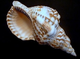 Atlantic Triton 6&quot; Caribbean sea shells triton&#39;s trumpet shells beach we... - €34,11 EUR