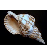 Atlantic Triton 6&quot; Caribbean sea shells triton&#39;s trumpet shells beach we... - $40.00