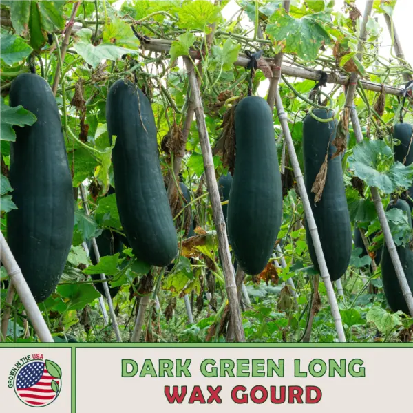 10 Dark Green Long Wax Gourd Seeds Heirloom Non Gmo Genuine Usa Fresh Garden - £7.73 GBP