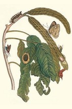 Ice Cream Bean Plant, Cloudless sulphur Butterfly &amp; Caterpillar with mot... - $21.99+