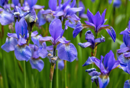 25 Pc Seeds Blue Flag Iris Flower, Iris Versicolor Seeds for Planting | RK - £13.13 GBP