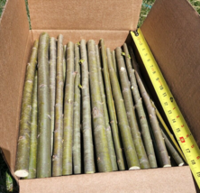 20 HUGE THICK Austree Hybrid Willow Tree Cuttings WINTER SPRING PLANTING... - £50.81 GBP
