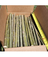 15 HUGE THICK Austree Hybrid Willow Tree Cuttings DIRECT FALL PLANTING 1... - $95.39 CAD