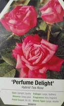 Perfume Delight Hybrid Tea Rose Pink 3 Gal. Bush Plant live Plants Fine Roses - £62.32 GBP