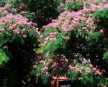 Silk Tree Albizia Julibrissin Exotic Ornamental 30 Pre Stratified Seeds - $8.99