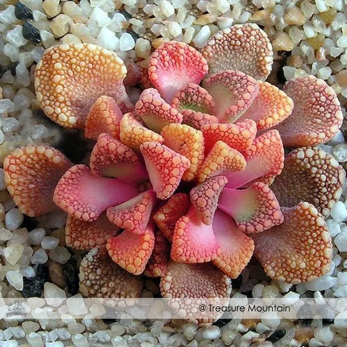 fresh 100% Genuine Titanopsis Variegata Seeds, Professional Pack - £11.99 GBP