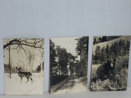 RPPC Greetings from North Rural Wisconsin ~ Deer , Black Bear , Tall Pin... - £11.21 GBP