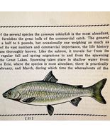 Whitefish 1939 Fresh Water Fish Art Gordon Ertz Color Plate Print PCBG20 - $42.03 CAD