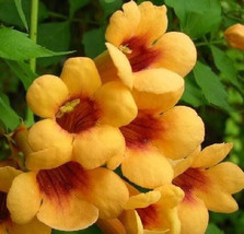 Double Peach Angel Trumpet 15 Flower Seeds Non Gmo Vine Seeds - $8.99