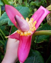 Kenya Banana Plant seeds, grow this house plant with detailed instructions - $9.95