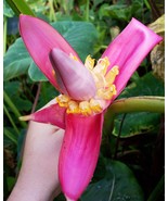 Kenya Banana Plant seeds, grow this house plant with detailed instructions - $9.95