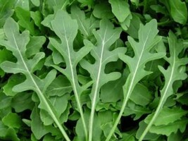 HeirloomSupplySuccess 200 Heirloom Arugula Greens Seeds - £2.33 GBP