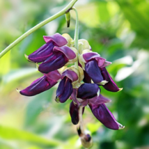 Heirloom Mucuna Pruriens - 5 Seeds - $7.34