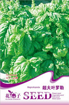 Organic Giant Grandi Foglie Valentino Basil Seeds Pack 30 Seeds Italian Vegetabl - $11.71