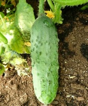 Calypso Cucumber Seeds 50+ Vegetable Garden Pickling - £4.54 GBP