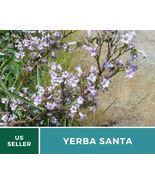 30 Yerba Santa Seeds Eriodictyon californicum Medicinal Plant California... - £15.50 GBP