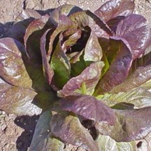 Berynita Store Lettuce Red Cimmaron Salad Greens Romaine 500 Seeds  - £5.56 GBP